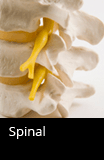 Spinal